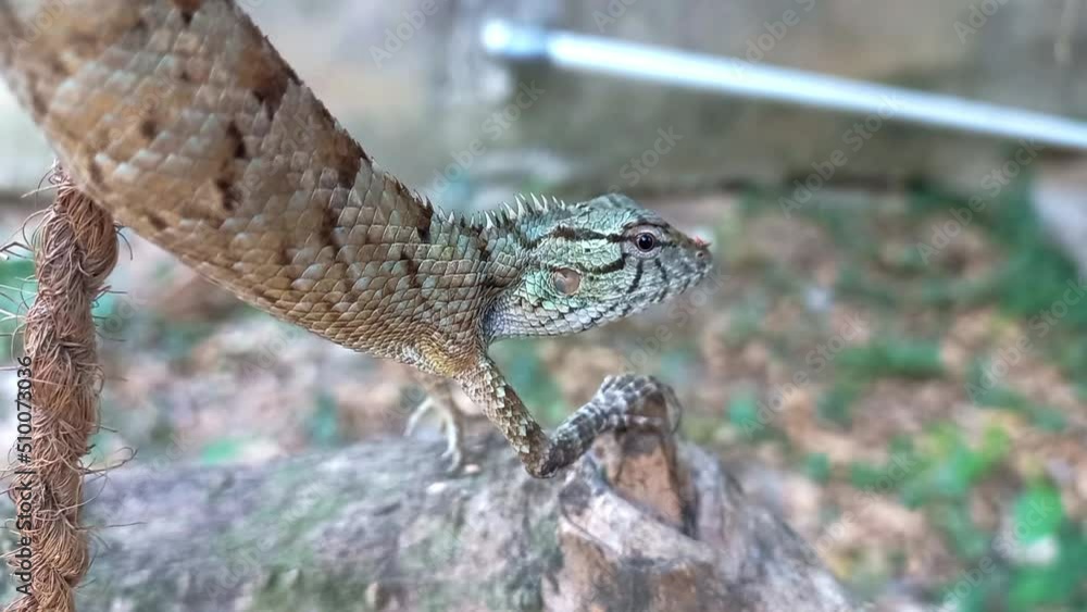 HD 1080p: Macro close-up of Changeable Lizard, Red-headed Lizard, Indian Garden Lizard on tree trunk.