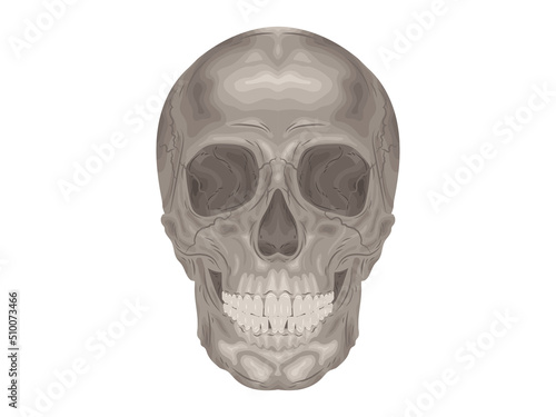 element calcium doctor therapy body science cartoon anatomy surgery biology bone skull skeleton flat