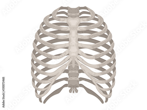 element calcium doctor therapy body science cartoon anatomy surgery biology bone skull skeleton flat
