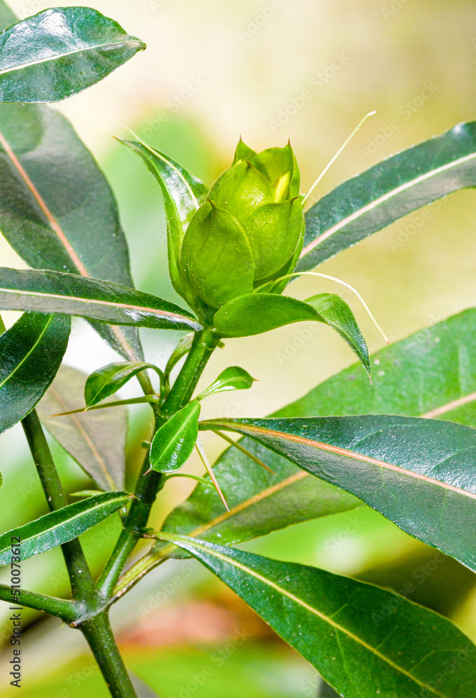Obraz premium Barleria lupulina (Porcupine flower, Hophead Philippine violet, Hophead, Hop Headed Barleria) it occurs in Southeast Asia