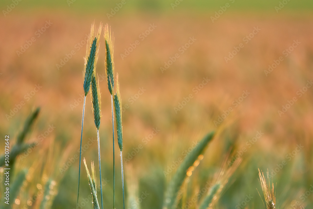 Rye (Secale cereale) is grass grown extensively as grain, a cover crop and forage crop. It is