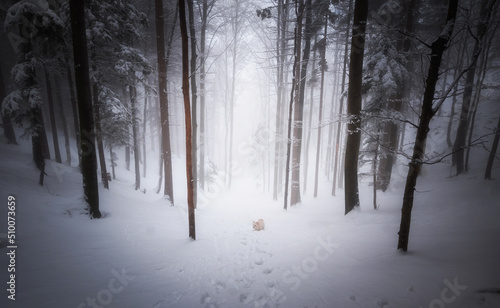 Winter in the foggy forest © gljivec