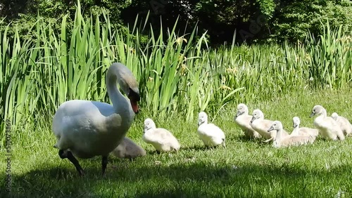 Swans and  cignets on the grass
