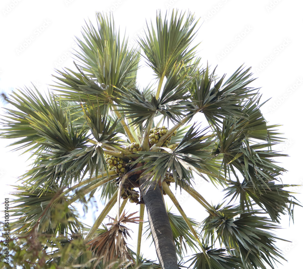 Fototapeta premium palm tree isolated on white