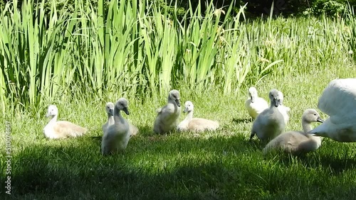 cignets on the grass