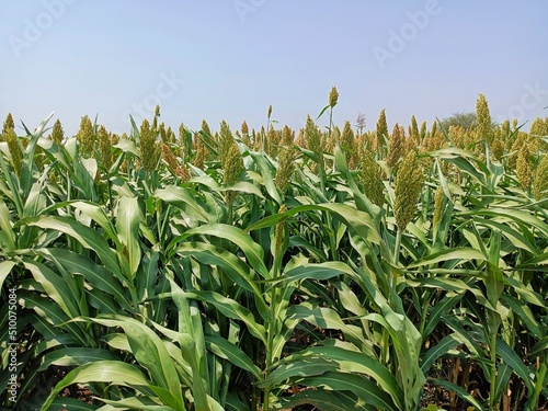 Sorghum, sourghum plants field crops in farm, jawar crop field farming, jawari green plants in farm in india Maharashtra, green crop farming agriculture fields, jawar crop field farming jawari green 