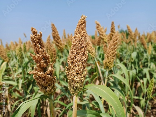Sorghum, sourghum plants field crops in farm, jawar crop field farming, jawari green plants in farm in india Maharashtra, green crop farming agriculture fields, jawar crop field farming jawari green 