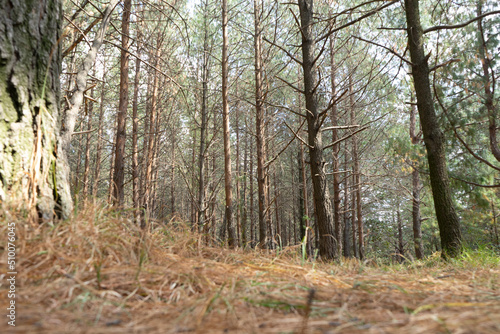 Cold forest, dry trees. Cloudy. Vegetation.