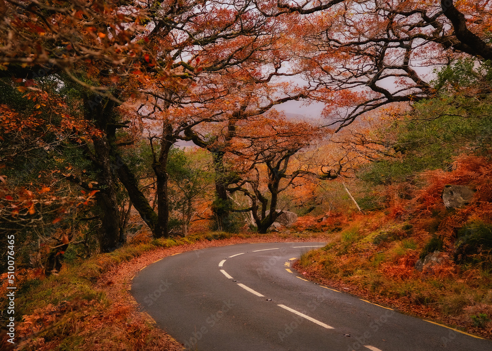 Colorful golden autumn road with trees and bright foliage