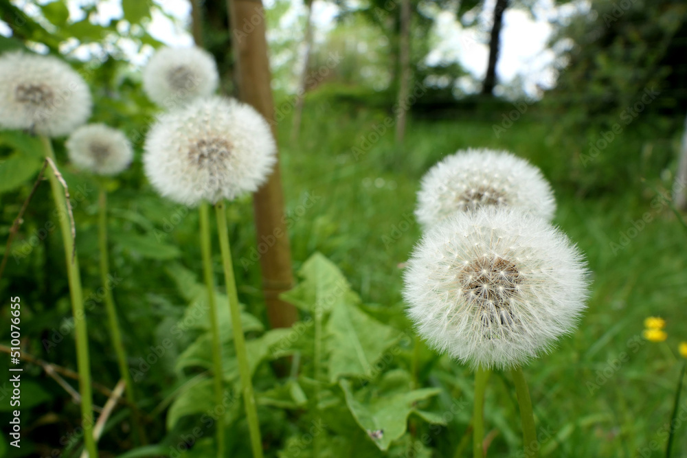 Close up of the seed head of a Common Dandelion (Taraxacum officinale), often known as a Dandelion clock
Close up of the seed head of a Common Dandelion (Taraxacum officinale), often known as a Dandelion clock