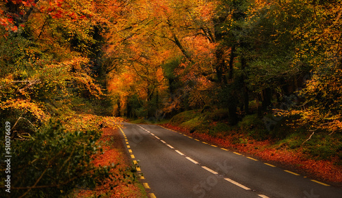 Colorful golden autumn road with trees and bright foliage