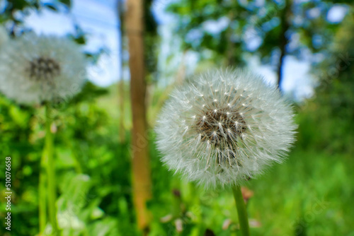 Close up of the seed head of a Common Dandelion  Taraxacum officinale   often known as a Dandelion clock 