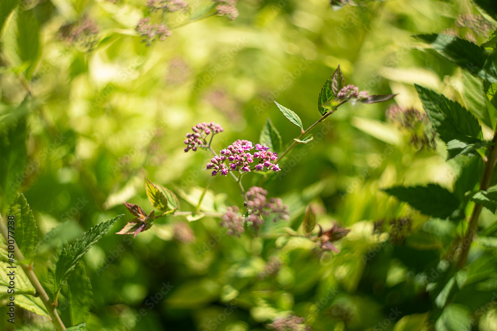 Defocused natural background from green leafs on the branch. Defocused natural background from green leafs on the branch.