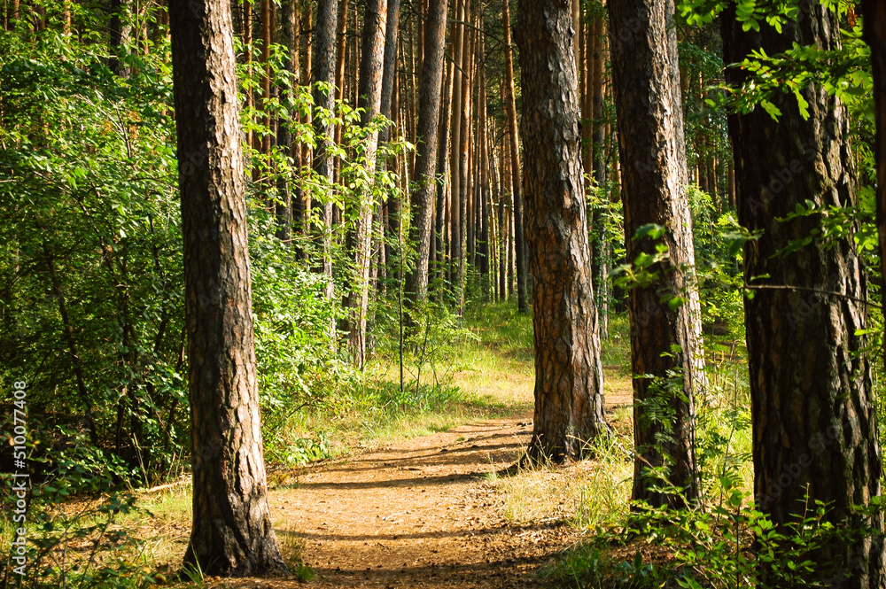 Fototapeta premium The trail passes between four trunks of pine trees illuminated by the summer sun in a green coniferous forest