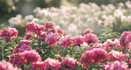 Fototapeta Naklejka Na Ścianę i Meble -  Pink and red peonies flower bloom on background of blurry white peonies in peonies garden. 