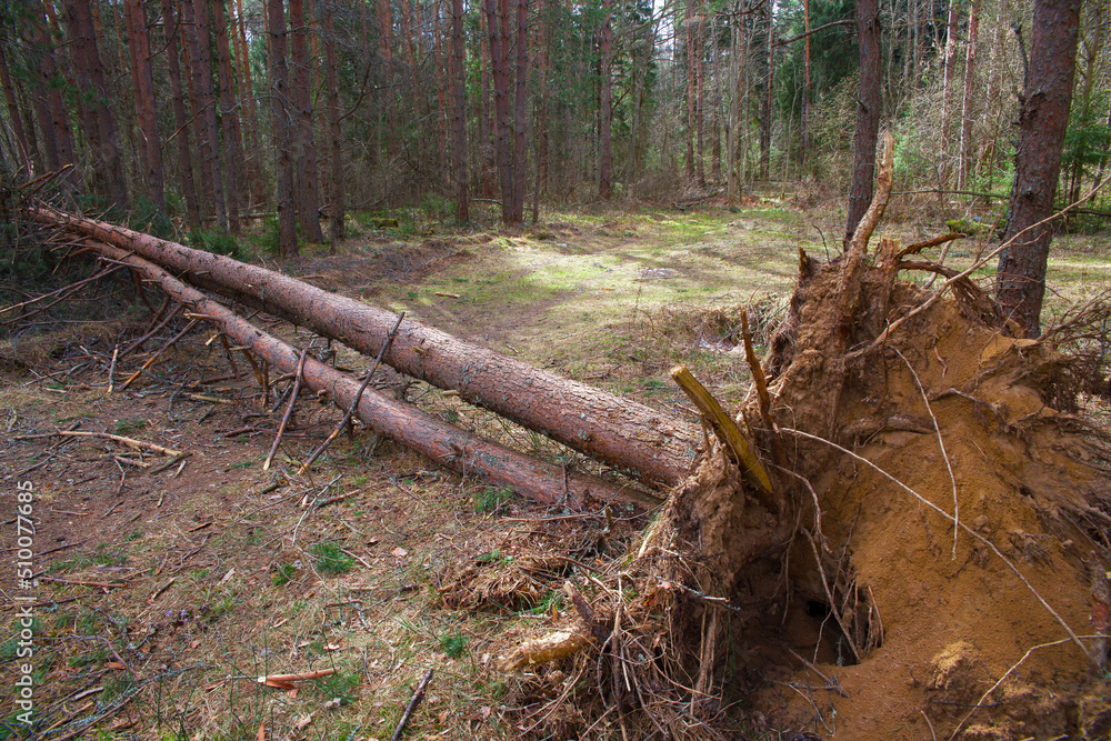 A downed tree lies on the ground. A downed tree lies on the ground.