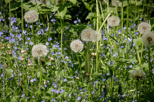 Romantic summer meadow with grass