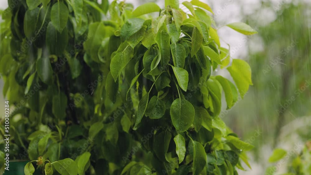 Rain with hail watering pear tree, drops flowing from unseeded green berries Rain with hail watering pear tree, drops flowing from unseeded green berries