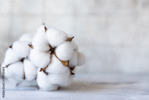 White fluffy cotton flowers on light concrete background. Delicate background. Natural organic fiber. Fabric raw material. Flat lay. Copy space for text.