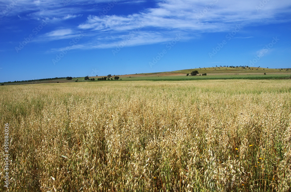 oat field in the alentejo region, south of portugal