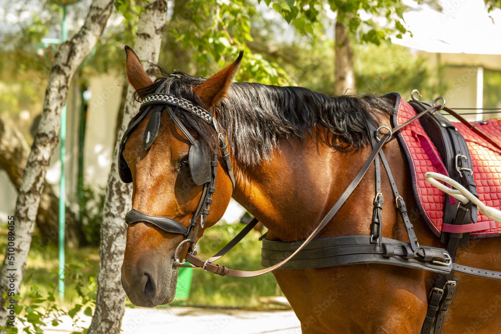 Fototapeta premium Brown horse dressed in a harness against the background of birches.