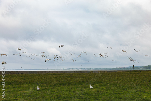 flock of seagulls