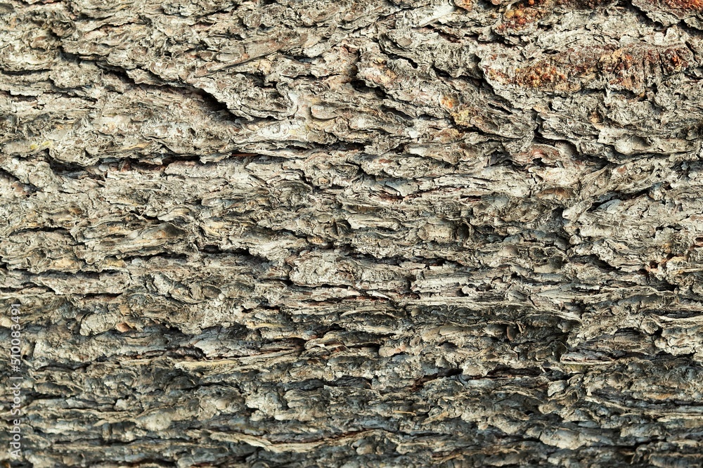 Background, texture of the bark of an old Christmas tree Background, texture of the bark of an old Christmas tree