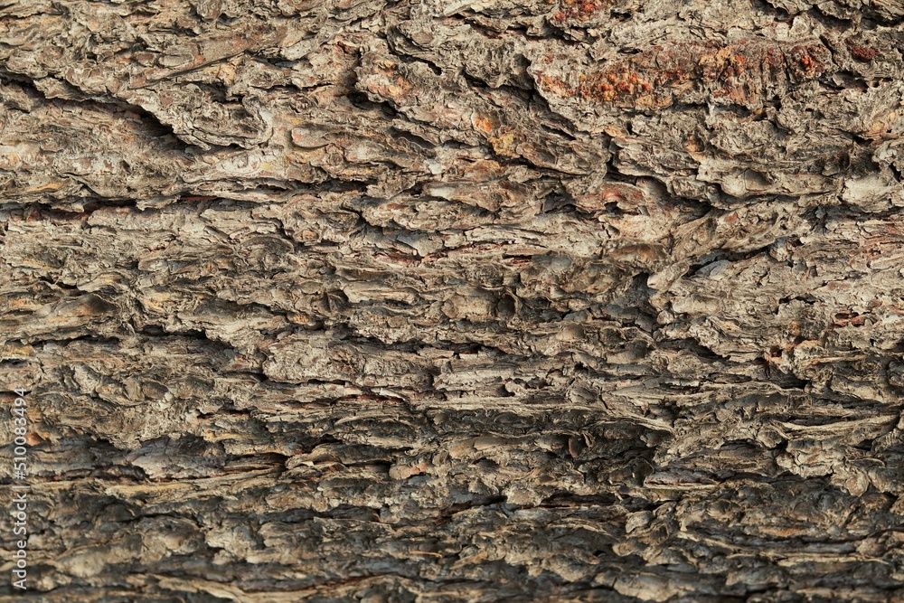 Background, texture of the bark of an old Christmas tree Background, texture of the bark of an old Christmas tree