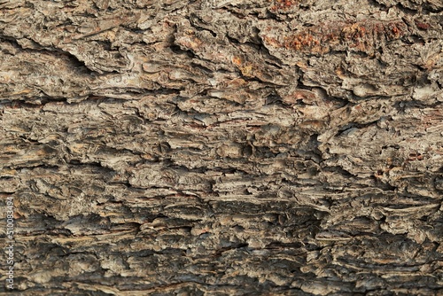 Background, texture of the bark of an old Christmas tree