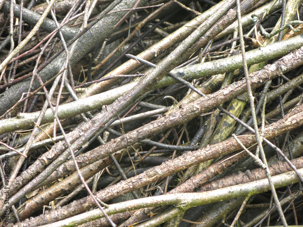 brushwood - sawn tree branches lie in a pile brushwood - sawn tree branches lie in a pile