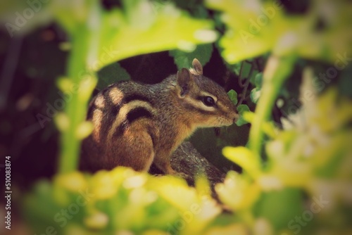 squirrel in the park