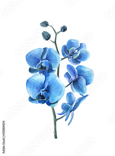 Watercolor hand-drawn blue flower of orchid