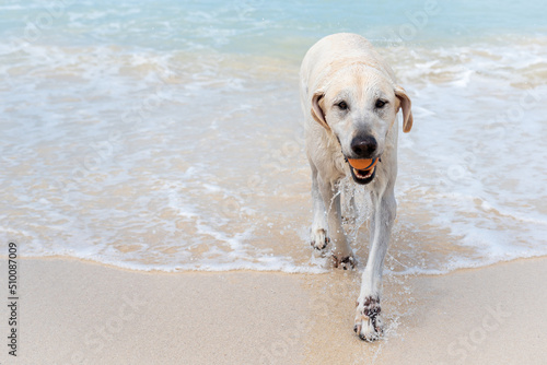 Golden retriever dog playing with ball at the beach