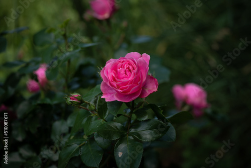 Nice  rose flowers with bokeh nature flora gardening macro, freshness and water drops