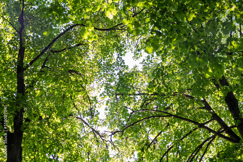Fototapeta premium Branches of many green trees against the blue sky. Beautiful background for your design. Photo below.