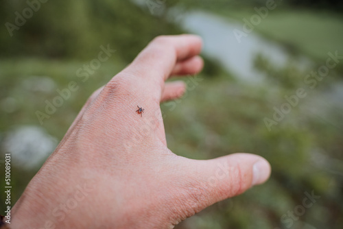 A tick attacked a man stuck in the arm, a dangerous insect in nature, an encephalitis tick crawls on human skin, a fatal bite, a viral disease carrier. © Aleksey