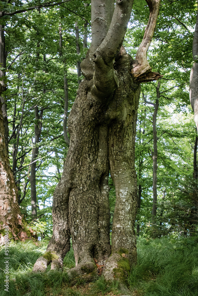 Fototapeta premium A dead tree, a rotten trunk that is a shelter for small animals. The tree will turn into biomass and transfer energy to other plants and living organisms. Old forest in the Carpathians