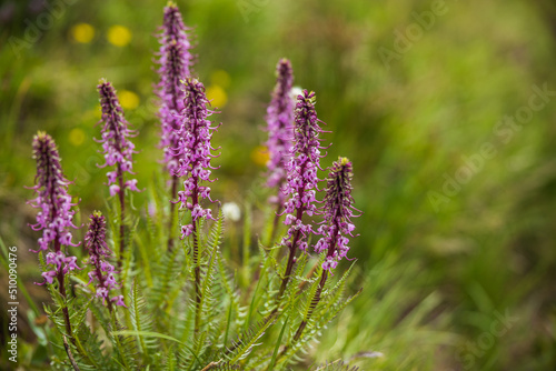 close up of purple fireweed flowers