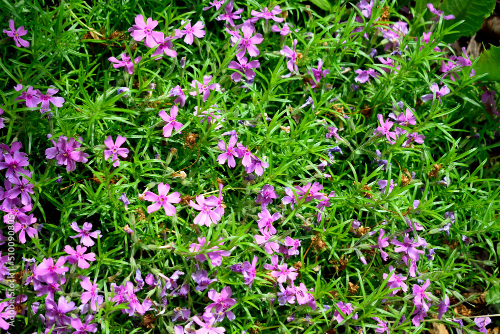purple creeping phlox, closeup as texture for background