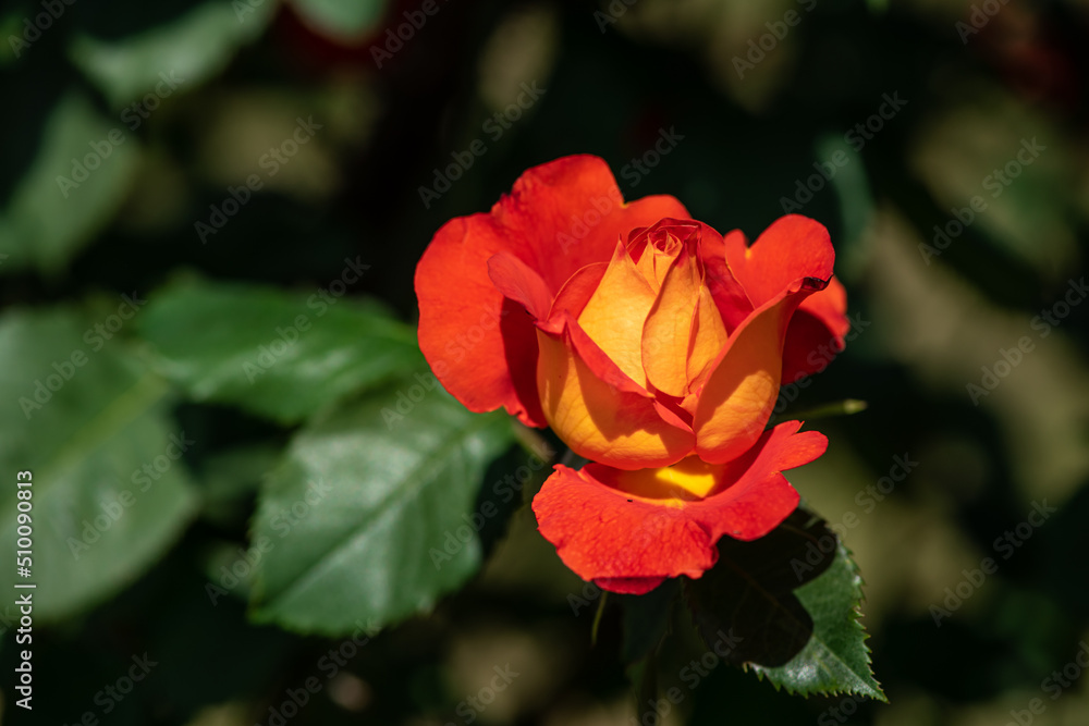 Nice rose flowers with bokeh nature flora gardening macro, freshness and water drops Nice rose flowers with bokeh nature flora gardening macro, freshness and water drops