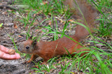 Red squirrel in a park takes a nut from a human hand .Close up photo outdoors. Squirrel wildlife in photo.