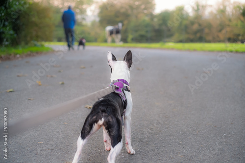 Boston Terrier puppy wearing a harness seen from a low angle behind her. She is looking ahead at a man with a dog and a horse in soft focus.