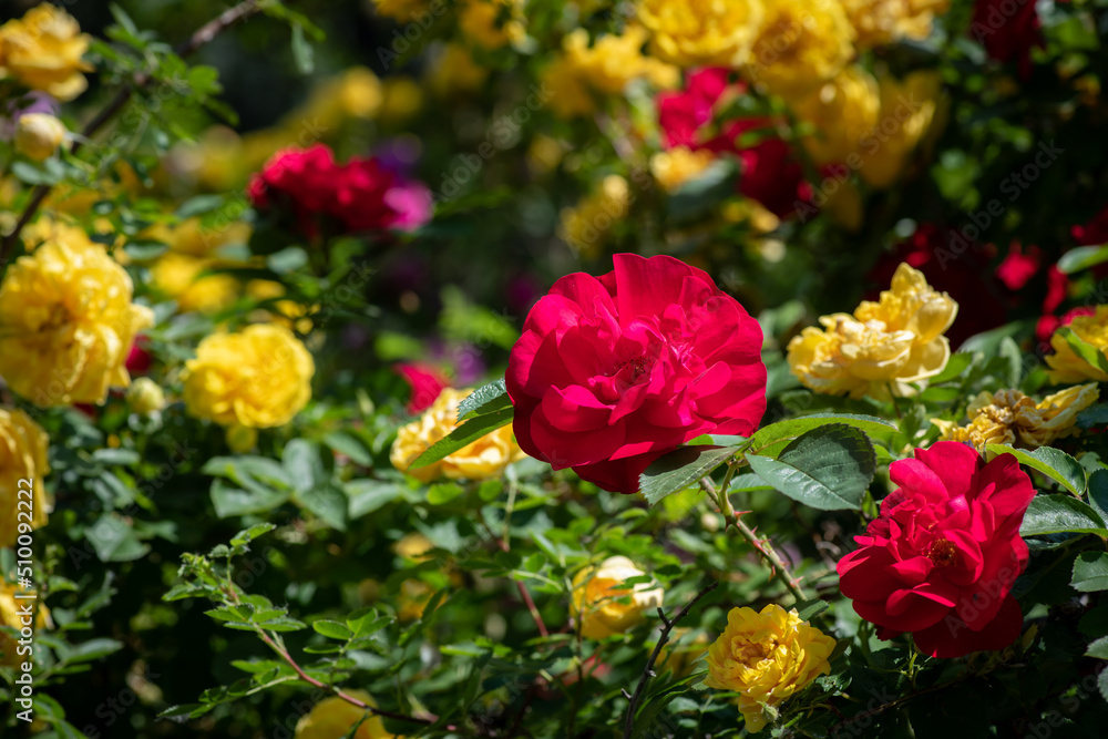 Nice rose flowers with bokeh nature flora gardening macro, freshness and water drops Nice rose flowers with bokeh nature flora gardening macro, freshness and water drops