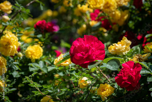 Nice  rose flowers with bokeh nature flora gardening macro, freshness and water drops © Serhii