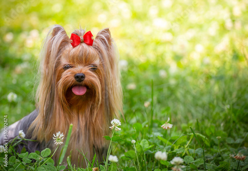 yorkshire terrier on the grass