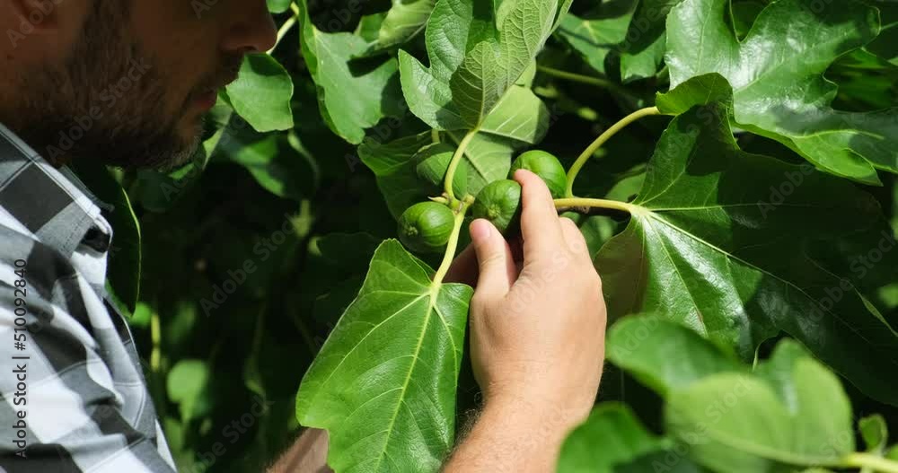 an american farmer in a plaid shirt and a cowboy hat stands near a fig tree and inspects a new fruit crop. A farmer checks the quality of the figs. The fruit of the fig tree is edible, green-skinned an american farmer in a plaid shirt and a cowboy hat stands near a fig tree and inspects a new fruit crop. A farmer checks the quality of the figs. The fruit of the fig tree is edible, green-skinned