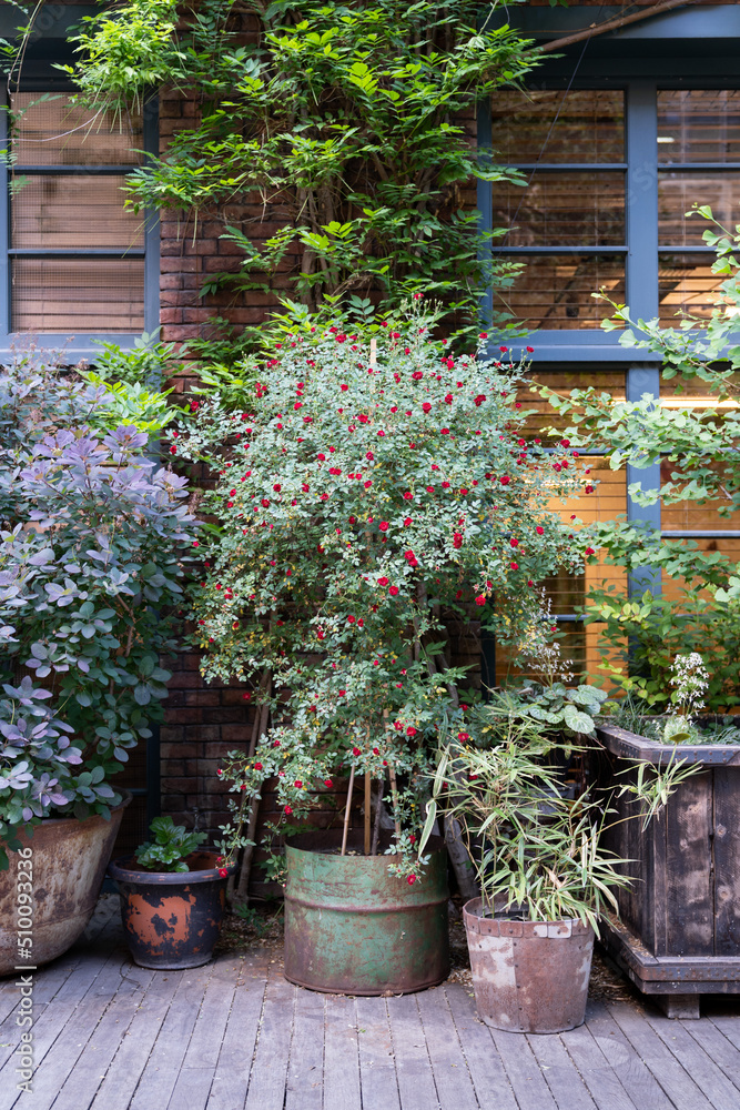 Landscaping of urban public spaces with different potted plants and flowers, creating cozy green places. Hotel area with a lush green garden and wooden floor outdoors. Backyard with greenery