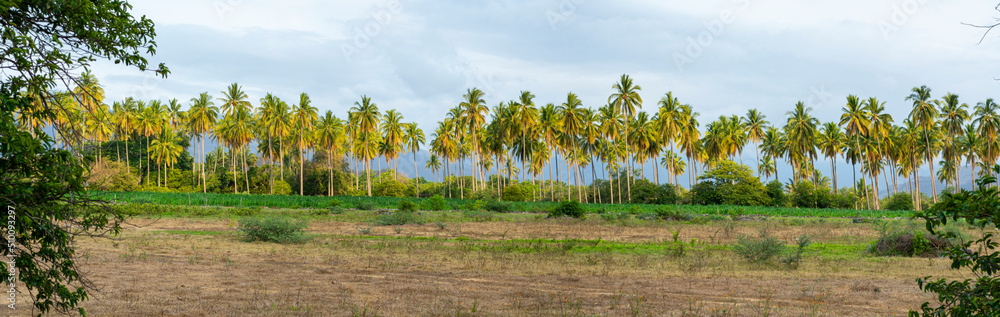 palmeras