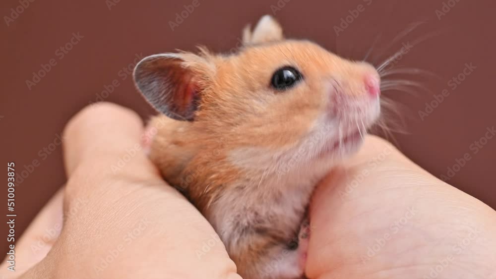 Small brown ginger fluffy hamster in female hands. Pet, mammal, rodent, Syrian hamster. Funny domestic mouse in hands close-up. Concept of care and love for pets. Cute hamster Small brown ginger fluffy hamster in female hands. Pet, mammal, rodent, Syrian hamster. Funny domestic mouse in hands close-up. Concept of care and love for pets. Cute hamster