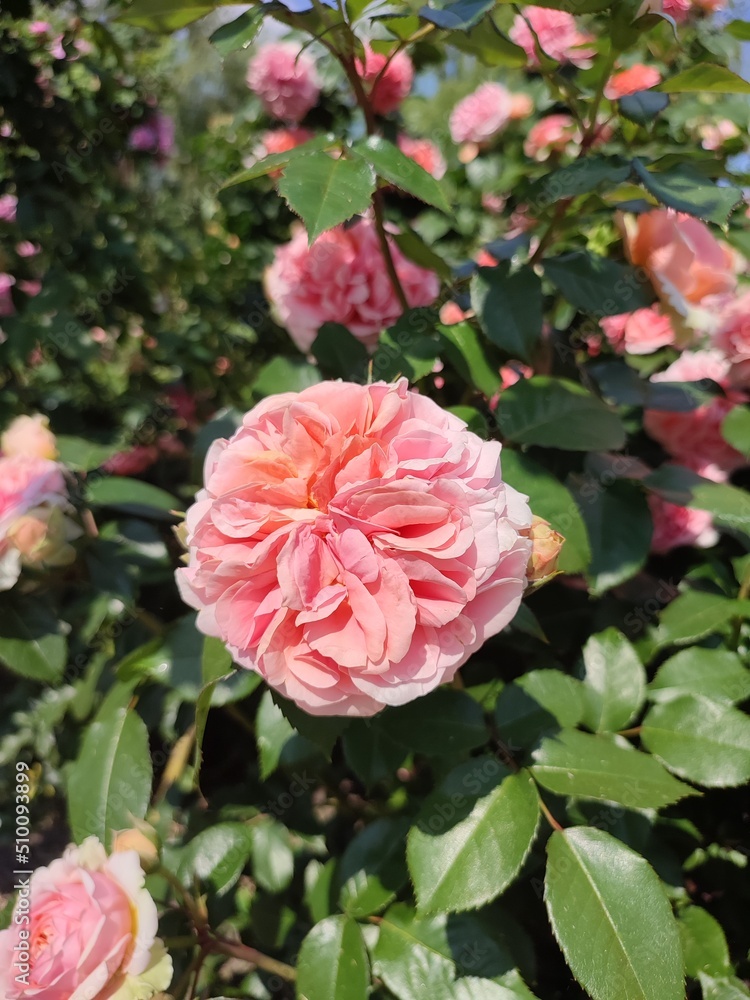 The photo shows raspberry-colored family rose bushes in the daytime. In abundance of leaves. Season spring, summer. Flowers at the peak of flowering. The photo shows raspberry-colored family rose bushes in the daytime. In abundance of leaves. Season spring, summer. Flowers at the peak of flowering.